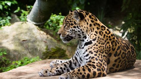 Download Wallpaper 1600x900 Jaguar Wild Cat Predator Widescreen 169