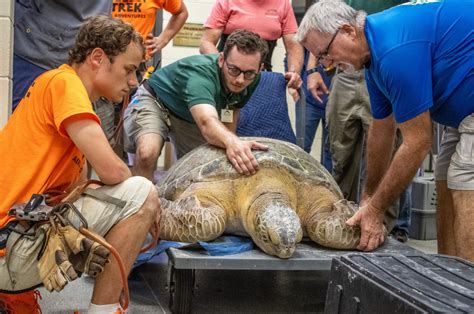 Brevard Zoo's Sea Turtle Healing Center Rescues 374-Pound Sea Turtle