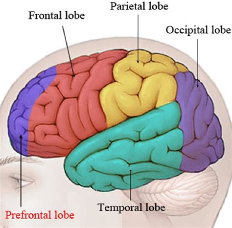 Human Brain Structure And Prefrontal Lobe Download Scientific Diagram