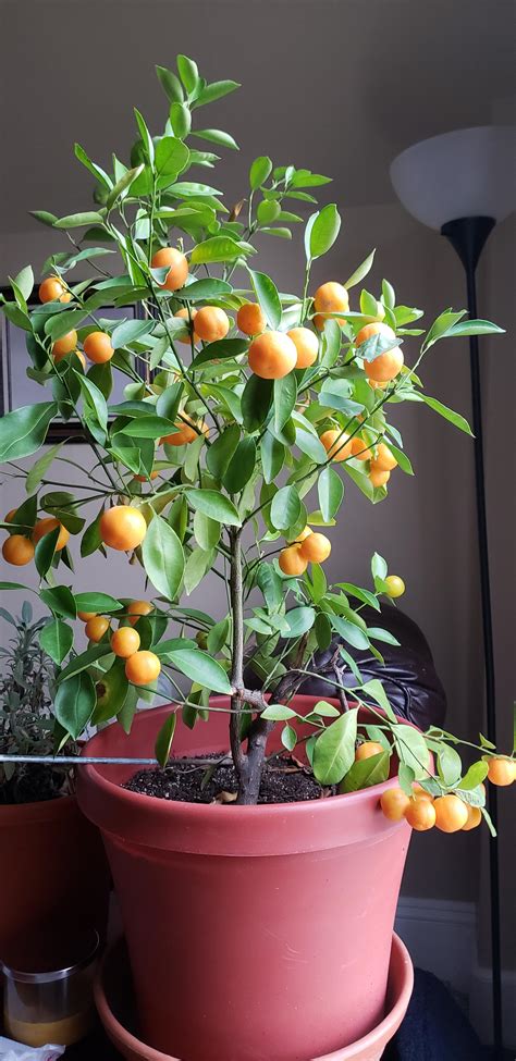 Calamondin Orange Tree Really Put Out Some Fruit This Year