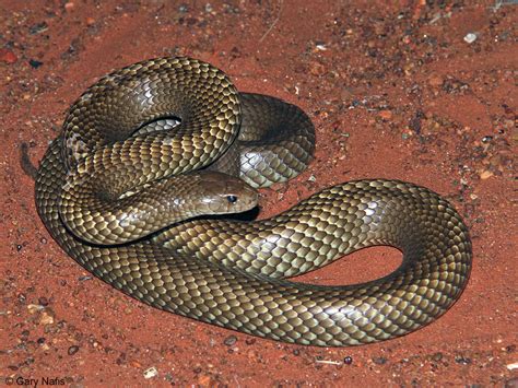 Mulga Snake Pseudechis Australis