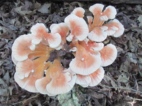 Maryland Biodiversity Project White Chicken Of The Woods Laetiporus