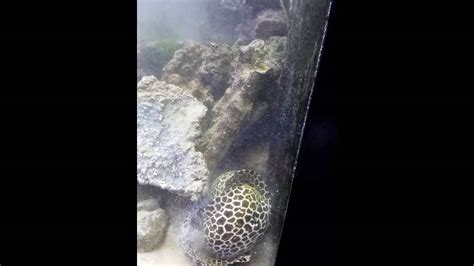 Tesselata Moray Eels Eating A Fish 4 Foot Youtube