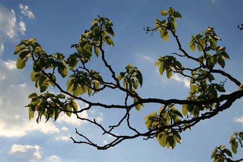 Free Images Tree Nature Branch Blossom Sky White Sunlight Leaf
