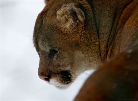 Cougar Flickr