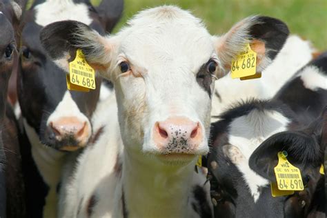 Evolution Of Dairy Cattle Breeds In Europe A Matter Of Husbandry