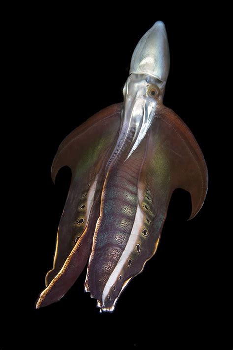 Fun Facts About The Female Blanket Octopus Superhero Of The Sea