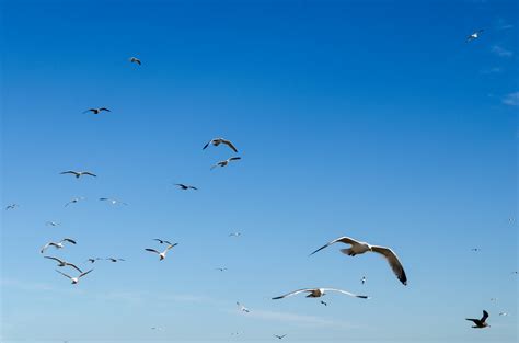 Birds And Blue Sky Free Stock Photo Public Domain Pictures