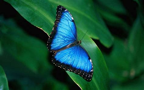 48 Blue Butterfly Wallpaper Images Wallpapersafari
