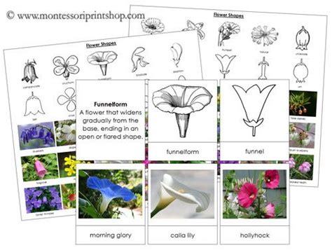 Flower Shapes Learn About 10 Different Flower Shapes With Description