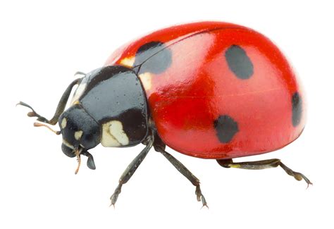 Foto Di Lady Bugs Png Png Mart