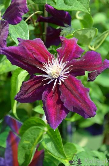 If you like to tidy the garden for winter, you can prune clematis 'julka' back to around 1.5. Clematis 'Julka' Powojnik
