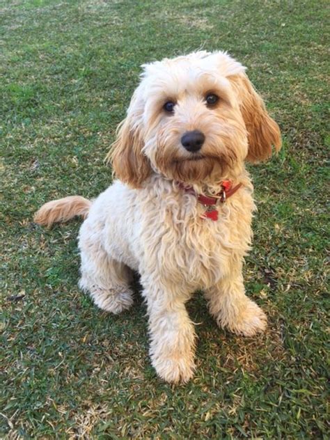 The cavapoo, or cavoodle is a crossbreed dog that is the result of mixing a poodle and cavalier king charles spaniel. Mini Cavoodle Puppies For Sale | Cavoodle Puppies NSW ...