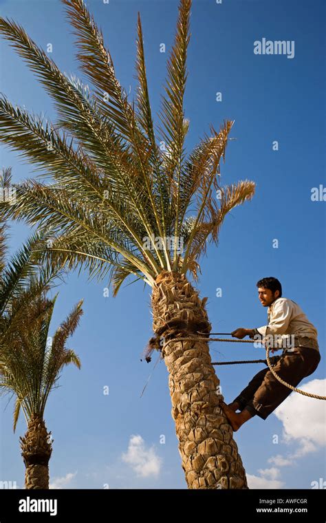 Man Climbing Palm Tree To Trim Some Of The Leaves And Tree Trunk Egypt