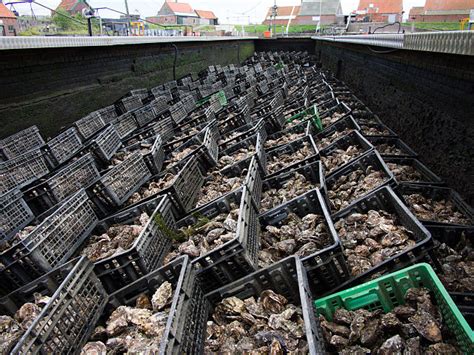 Zeeland Farm Claims Breakthrough With Land Bred Oysters Dutchnewsnl