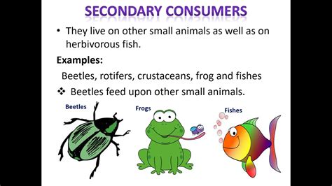 Food Chain And Food Web Of Pond Ecosystem Youtube