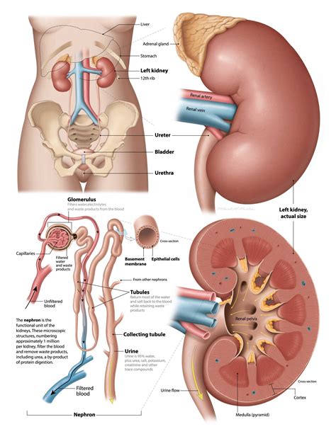 What is the average size of the kidney? Are The Kidneys Located Inside Of The Rib Cage - Kidney ...