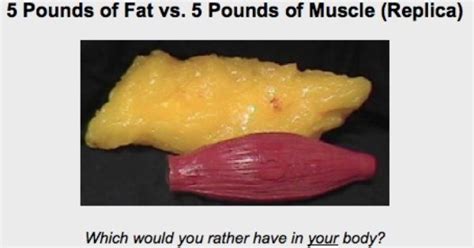 5 Pounds Of Fat Vs 5 Pounds Of Muscle Fitness N Motivation