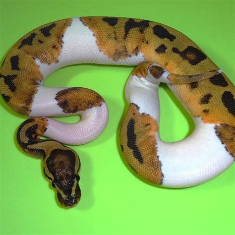 Piebald Mid White Ball Python Hatchling