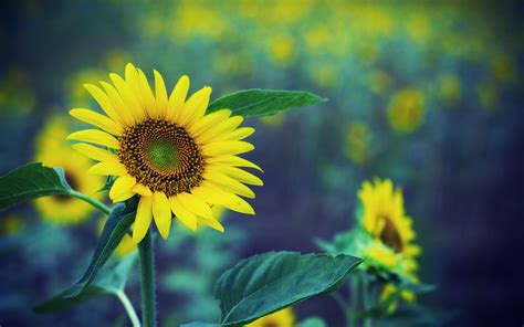 Spring Sunflower Yellow Flowers Green Fuzzy Background Wallpaper