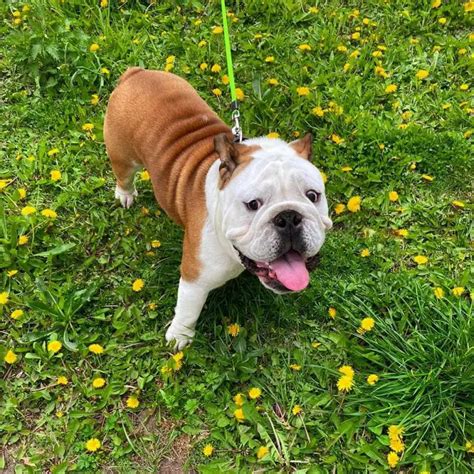 16 Facts About Raising And Training English Bulldogs Pettime