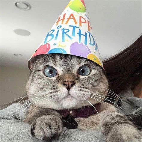 Happy Birthday To Nala Cat Ifttt2ltsmb2 Happy Birthday Cat