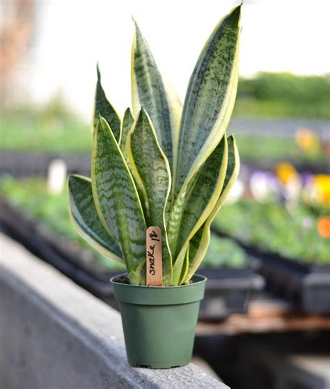 Growing Snake Plants Indoors A Full Guide Gardening Tips