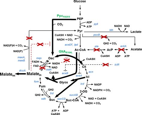 Engineering Of Escherichia Coli For Krebs Cycle Dependent Production Of