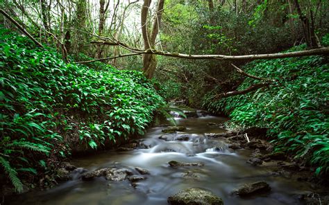 River Stream Jungle Forest Trees Rocks Stones Green Hd