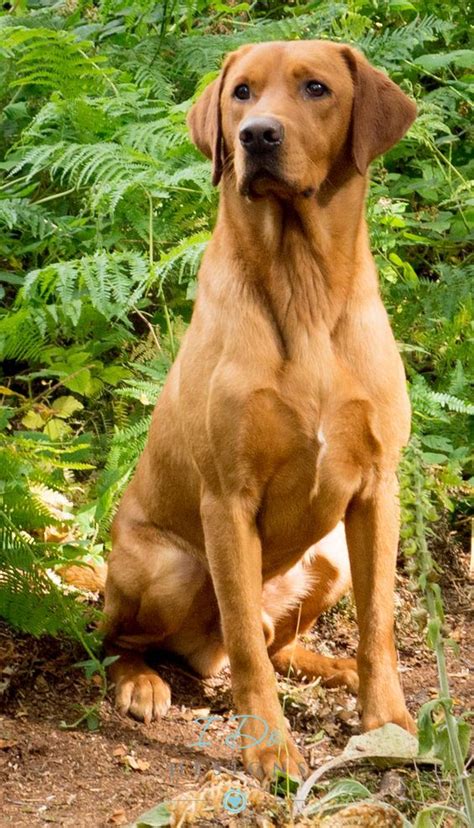 Stunning Fox Red Labrador photo taken during the Andy Biggar