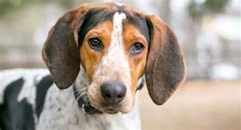 American English Coonhound Dog Breed Profile