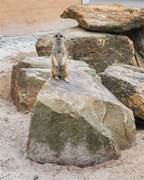 Meerkats On A Rock In A Park Stock Photo Image Of Background Manor