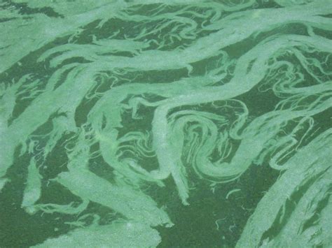 Swirling Blue Green Algae Blue Green Algae Swirls In Grand Flickr