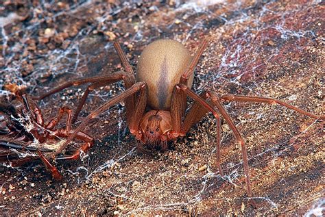 Effective Methods To Eliminate Brown Recluse Spider Infestation Home