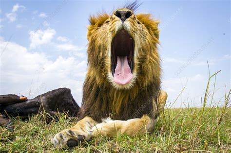 Male Lion Yawning Masai Mara Kenya Stock Image C0411345