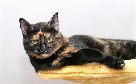 Is This A Tortoiseshell Cat Or A Calico Parade