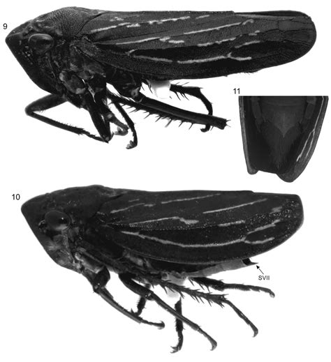 Figures 911 In Two New Species Of The Sharpshooter Genus Oragua