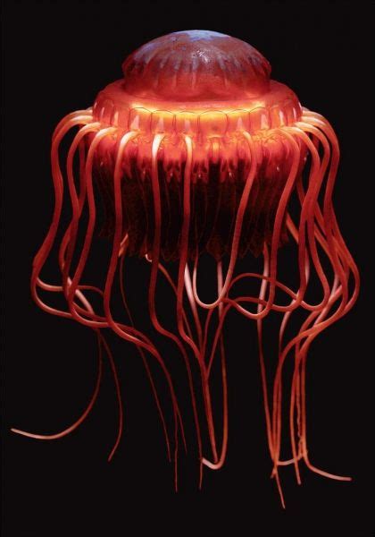 Atolla Jellyfish Deep Sea Creatures