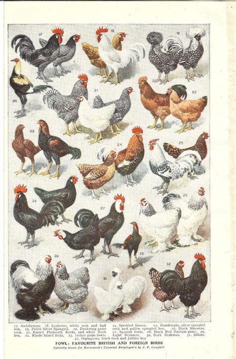 1922 Vintage Print Of Breeds Of Hens Chickens Double Sided Ideal For
