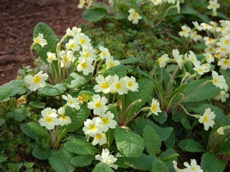 Primula Vulgaris English Primrose World Of Flowering Plants