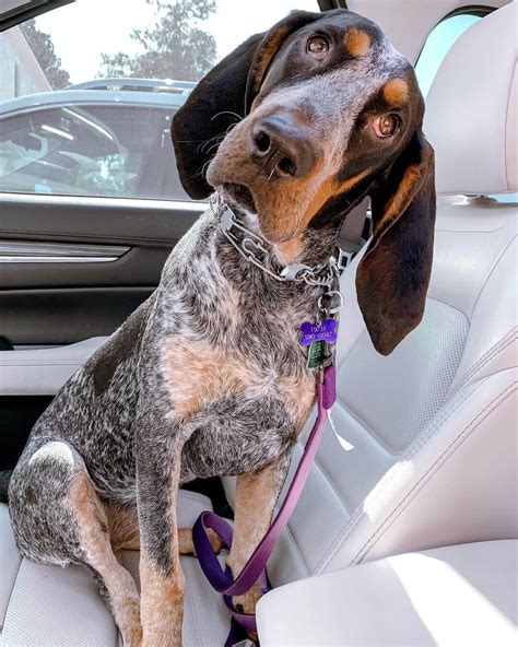 15 Cool Facts About Coonhounds The Dogman