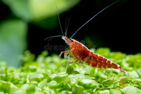 Red Galaxy Dwarf Shrimp Stay On Green Leaf Aquatic Plant And Look Over