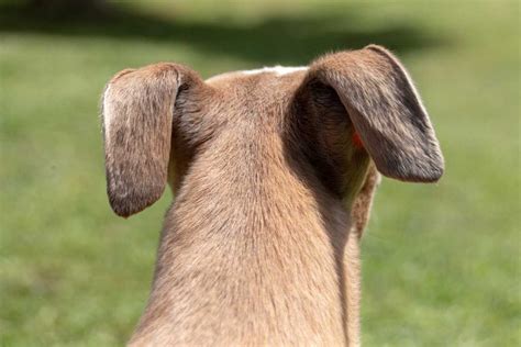 What Does It Mean When Your Dog Puts Their Ears Back