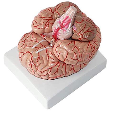 Buy WERYU Body Model 10 Brain Model Anatomy Life Size Dissection