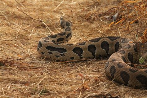 Snake Profile Russells Viper With 10 Extraordinary Photos