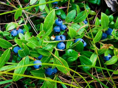 Lowbush Blueberry Information Guide To Lowbush Blueberry Care