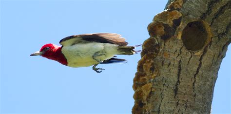 Red Headed Woodpecker — Madison Audubon