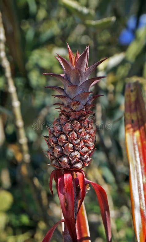 Ornamental Pineapple In The Garden Brazil Stock Photo Image Of