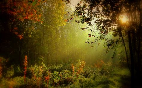 Fog In Autumn Forest