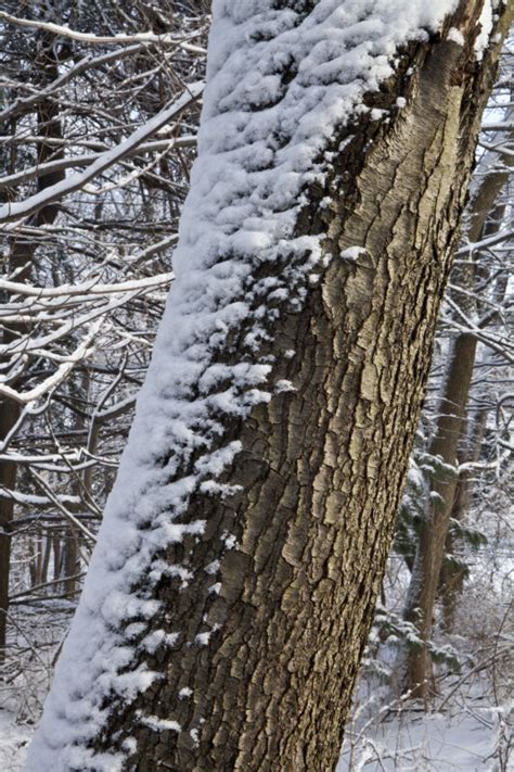 Snow On A Tree Trunk Clippix Etc Educational Photos For Students And
